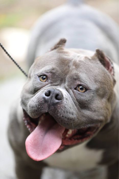 Цуценята буллі покет