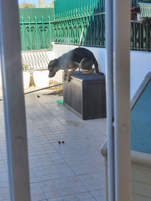 Cão jovem para adoção