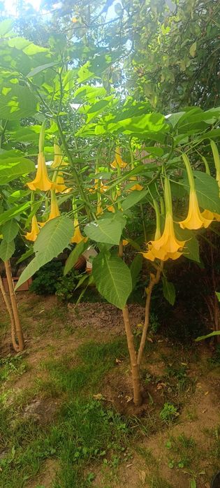 Datury, hortensje, hibiskusy i inne kwiaty ogrodowe