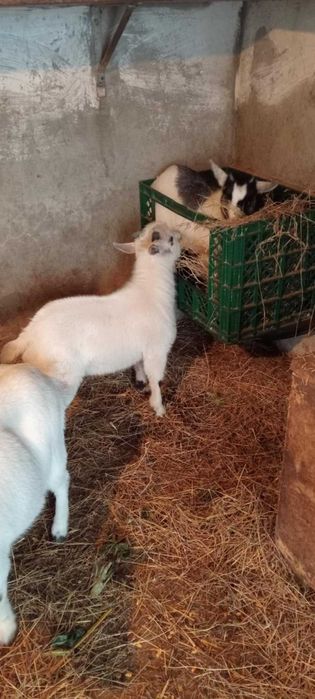 Casal de cabrinhas anãs