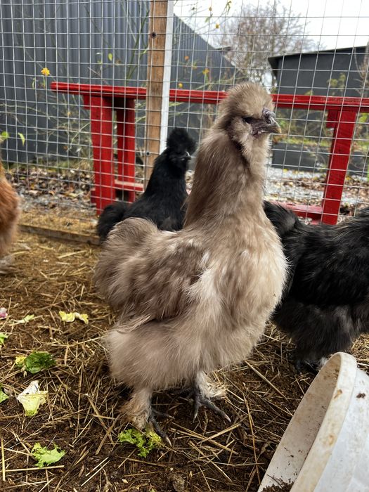 Кури Китайські шовкові (півники)