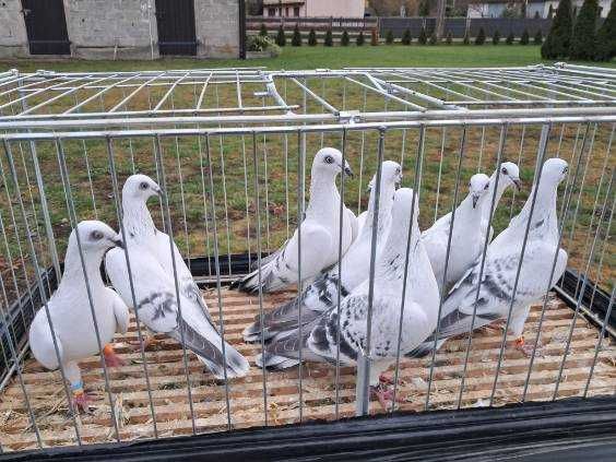 Gołębie jasne łomżyńskie