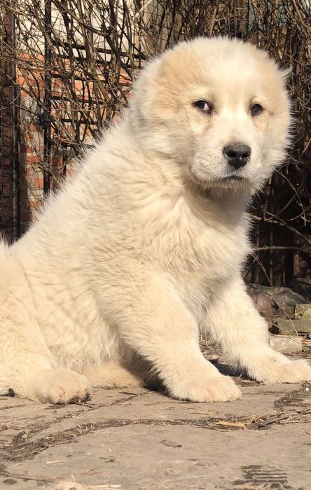 Среднеазиатская овчарка  Алабай