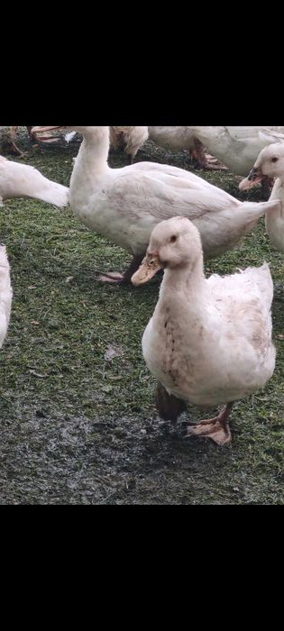 Sprzedam 20 sztuk kaczo gęsi