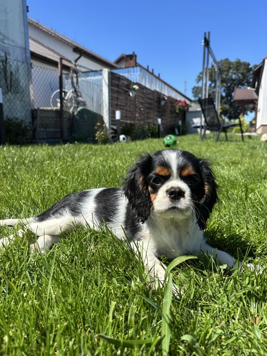 cavalier king charles spaniel