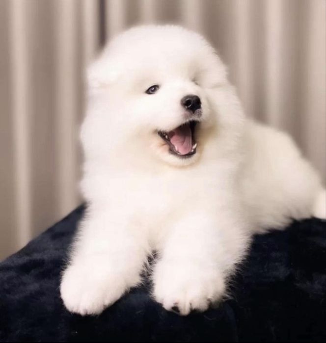 Samoyed szczeniak gotowy do odbioru