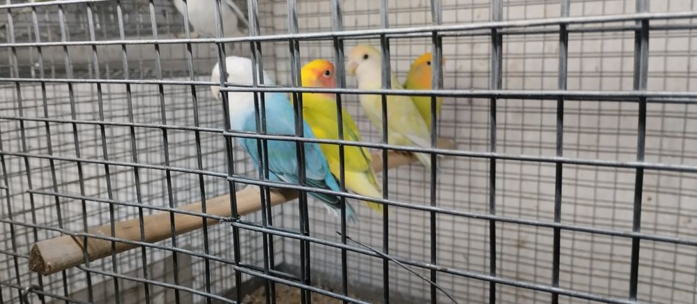 Agapornis roseicollis