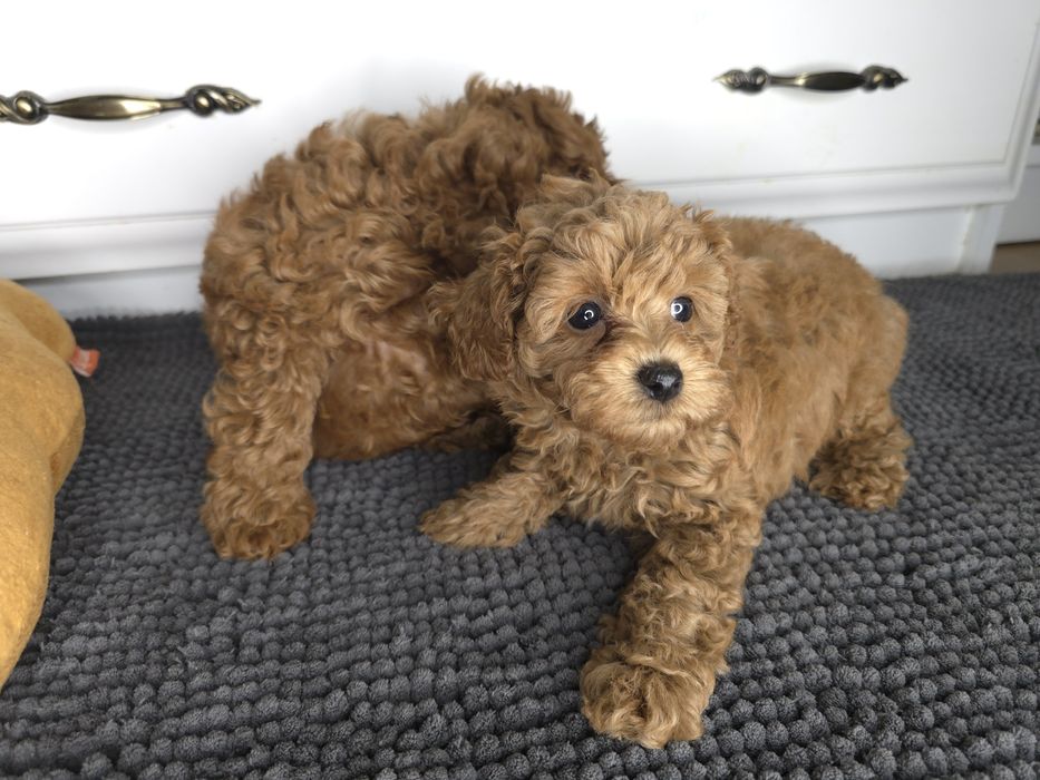 Мальтипу дівчинка