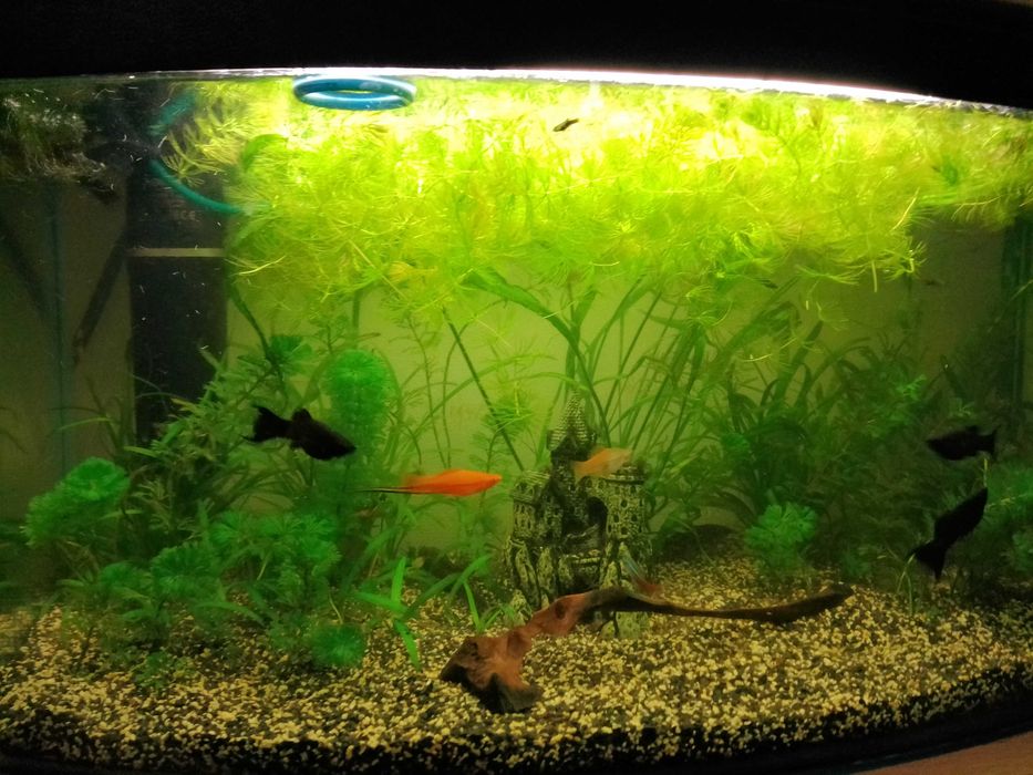 Akwarium z życiem