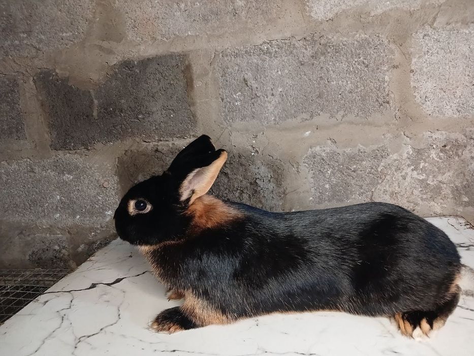 Кролики , кролі .