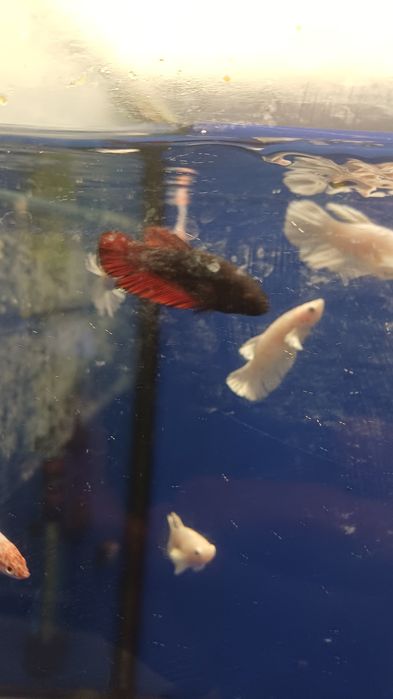 Rybki do akwarium - Samica bojownika Bojownik samice