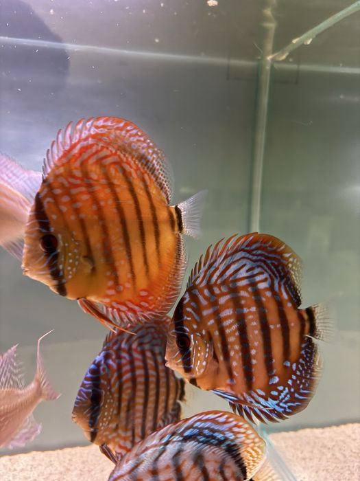Peixes Discus Saudáveis