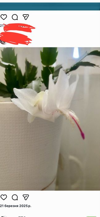 Продам вазон різдвяник / шлюмбергера