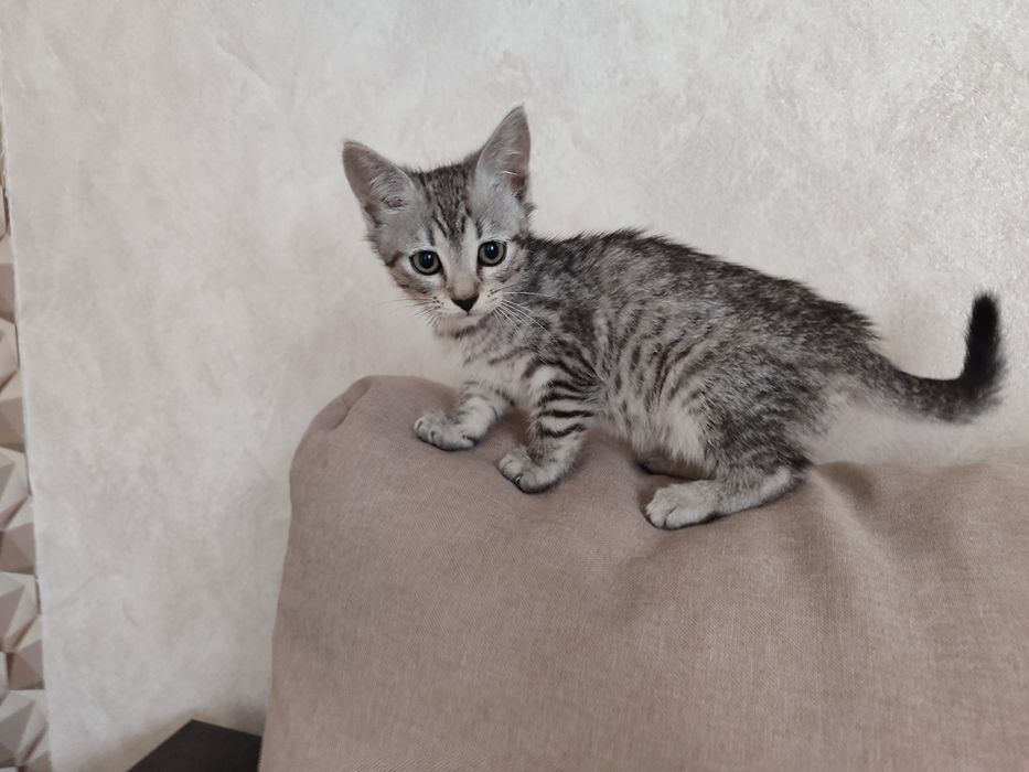 Кошенята(дівчатка)