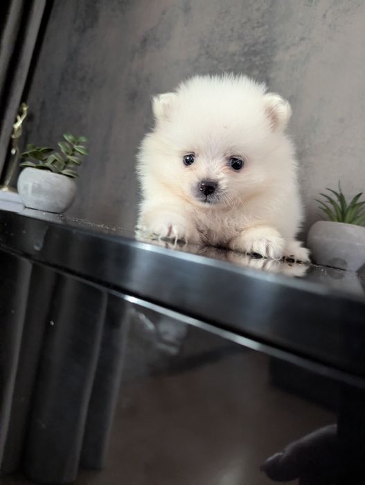 Малюки гарні чистокровні