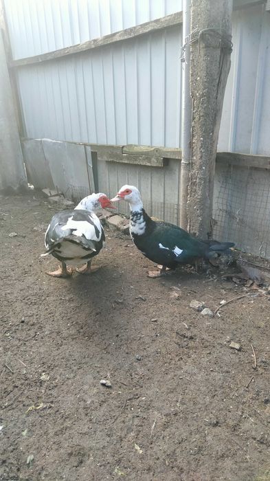 Утки на племя 2022