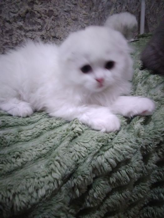 Біленький шотландик