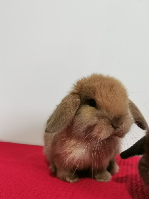 Mini Lop karzełek baranek