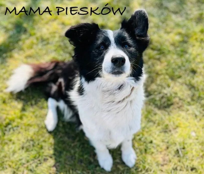 Śliczne Pieski Border Collie
