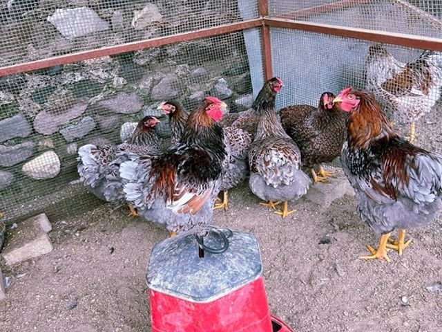 Яйце інкубаційне. Віандот: блакитне золото, біле золото,срібло.Курчата