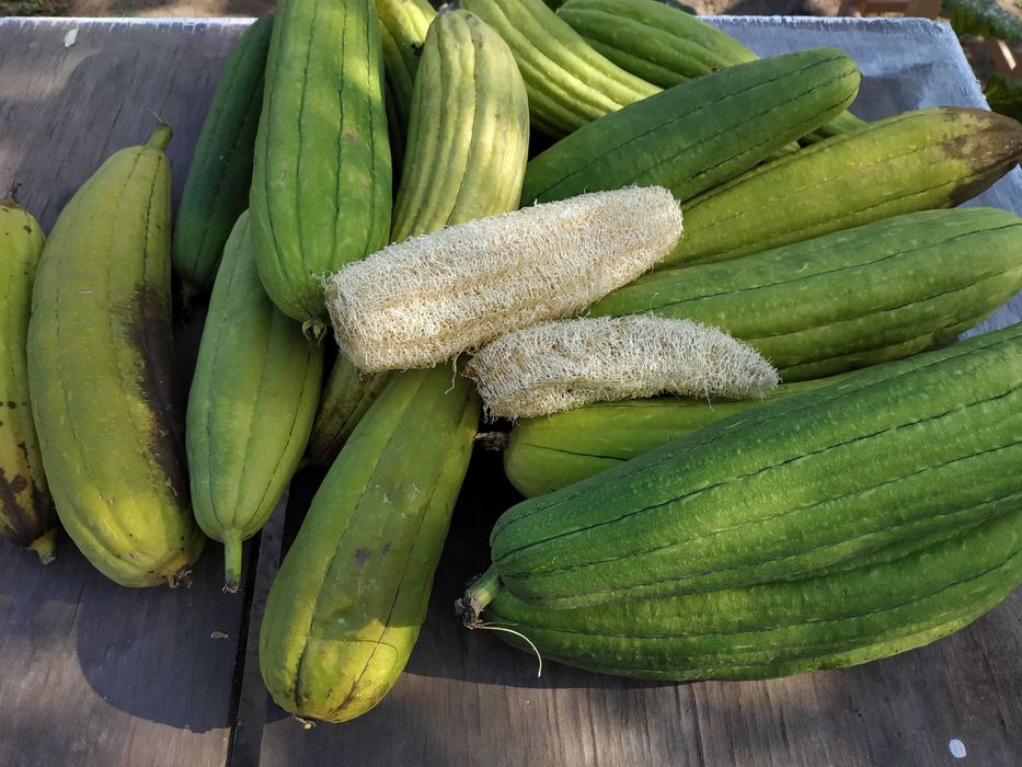 Люффа (мочалка) семена, насіння