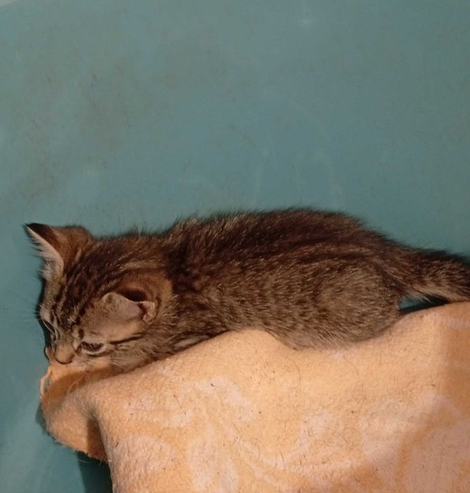 Gatinhos para adoção