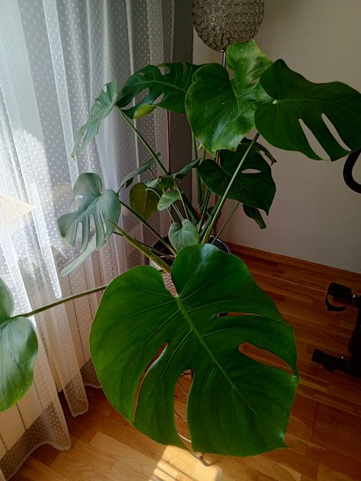 Monstera dziurawa oraz aloes aloe vera
Roślina