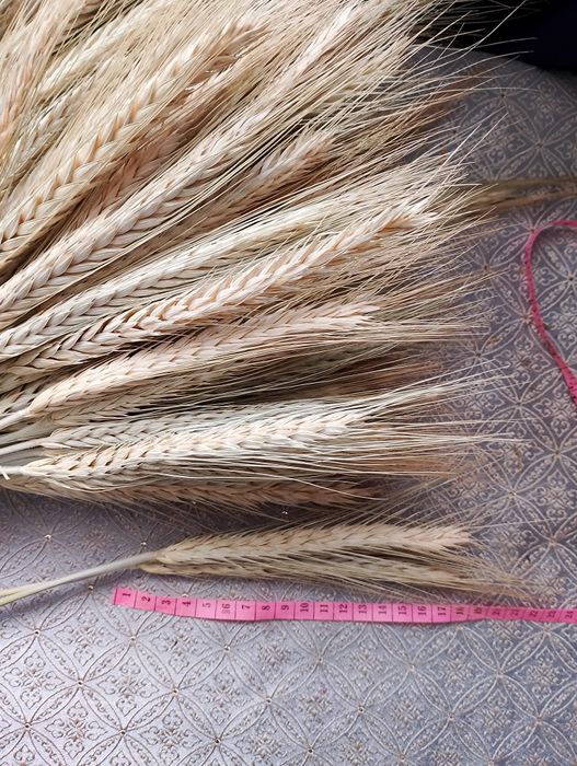 Колоски пшениці,жита,льон та сухоцвіти