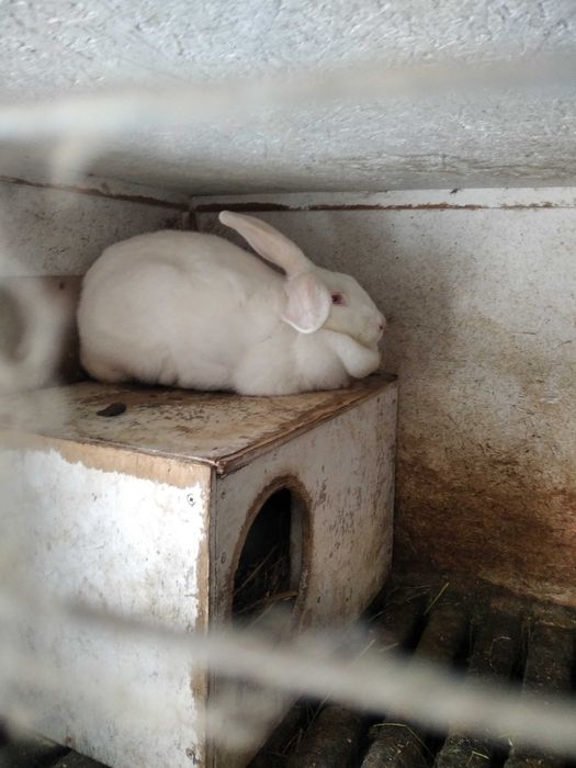 Кролики для розведення