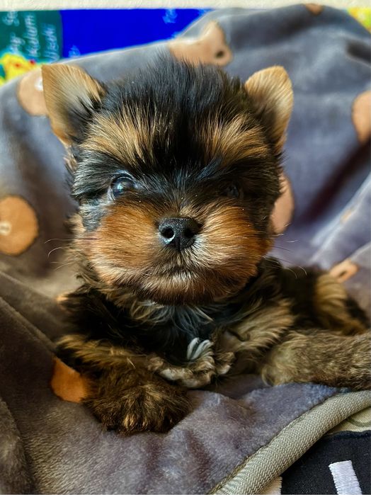 Породный красивый МИНИ мальчик Йоркширский терьер