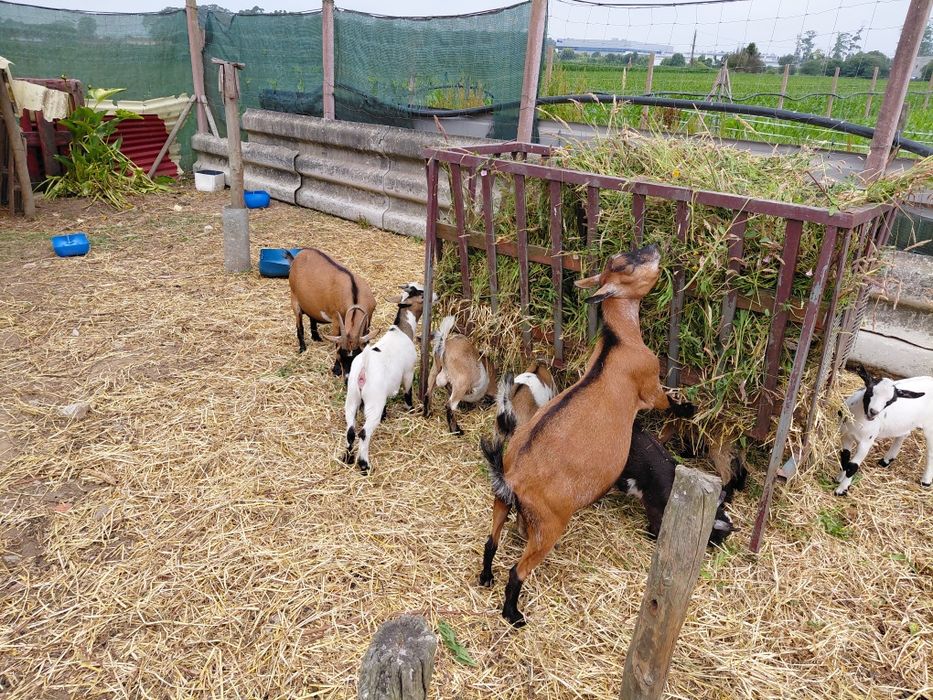 PROMOÇÃO de Cabras Anas
