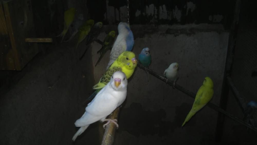 Periquitos Australianos