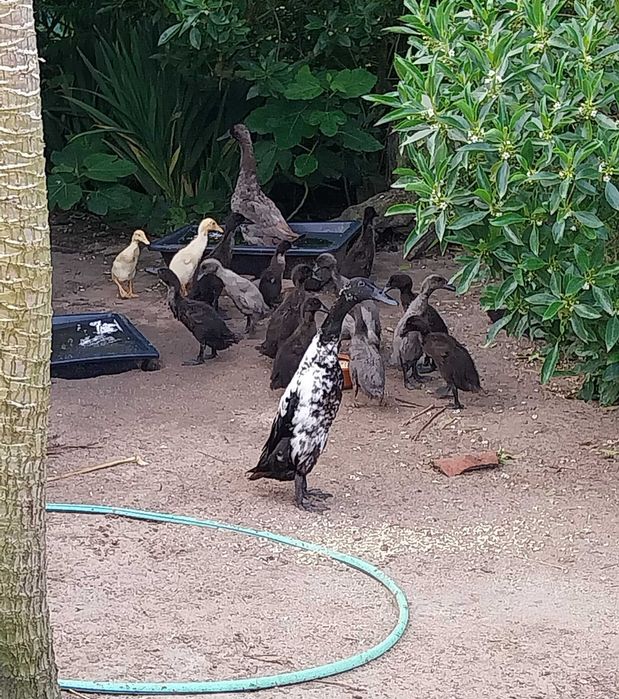 Patos Corredores da India