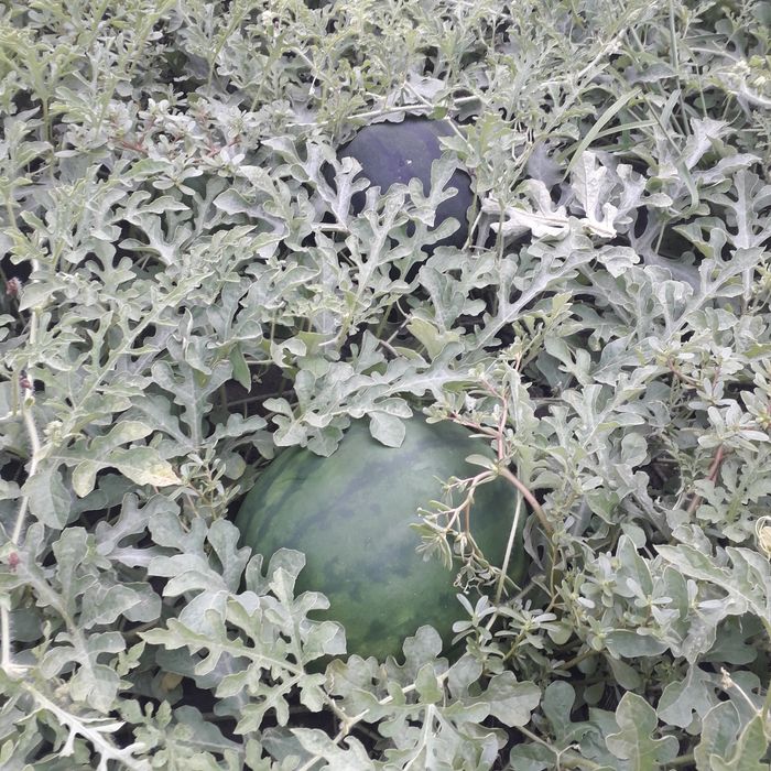 Арбуз семена не гибрид