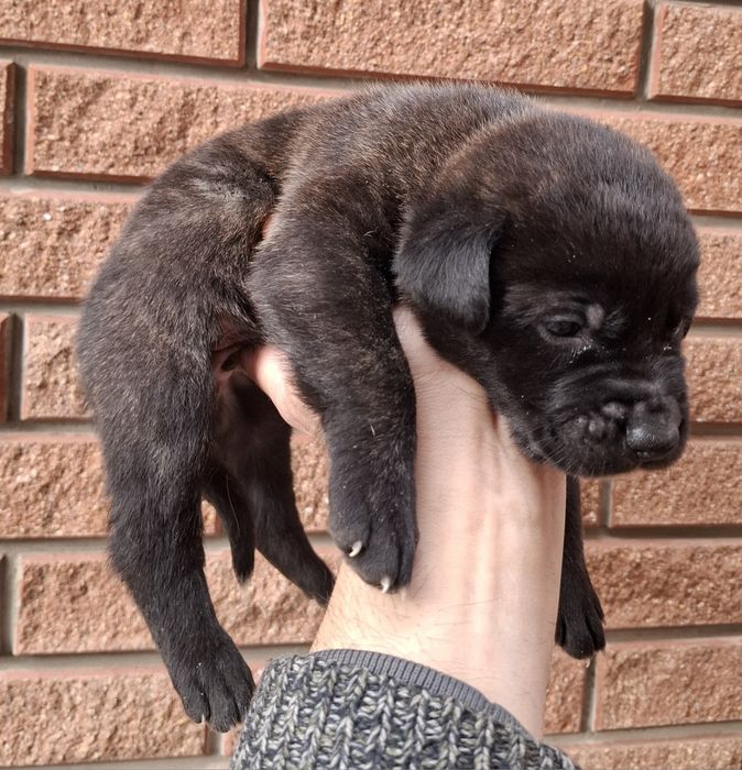 Щенки. Канадский дог. Метис. Цуценята