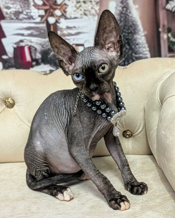 Pearl. Sfinks kanadyjski. Magia urok i luksus w jednym