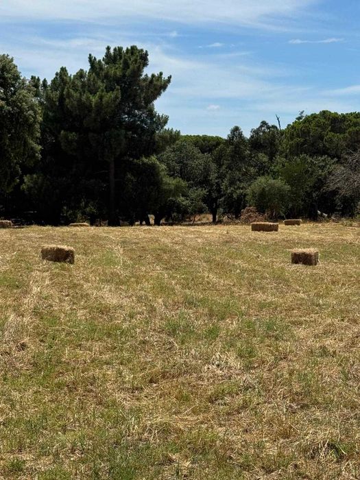 Fardos de palha 25kg