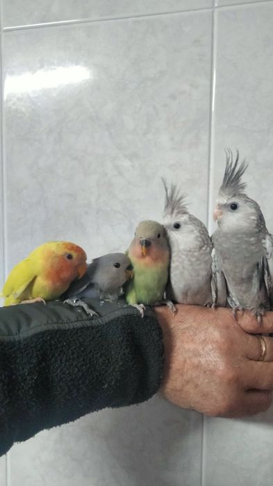 Caturra domesticada e agapornis domésticados.