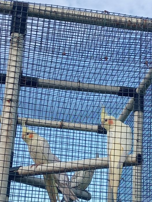 Vendo caturras  e agapórnis rosicollis de bom porte