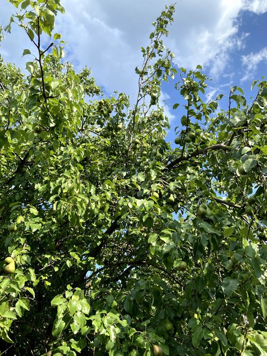 Дача, земельна ділянка, Володимирівське, Запорізька область