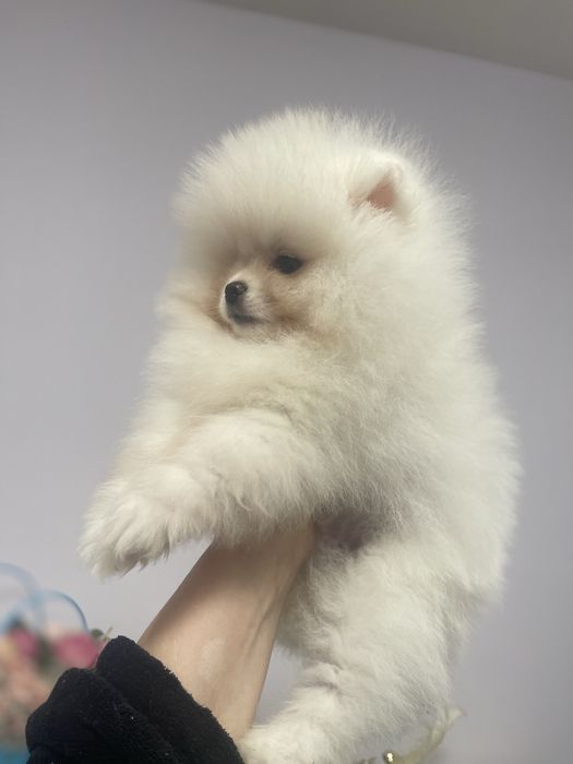 Пухнасті смішарики. Малюки померанці.