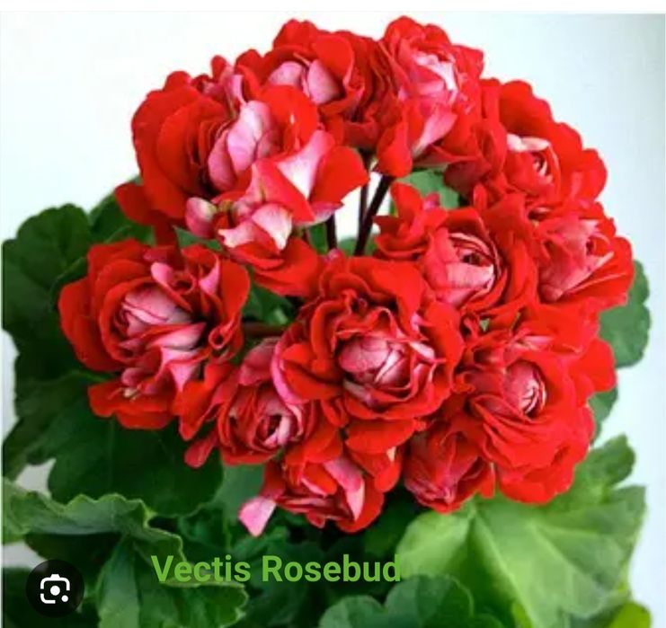 Пеларгонія ( тюльпанки, розебудки, ампель)