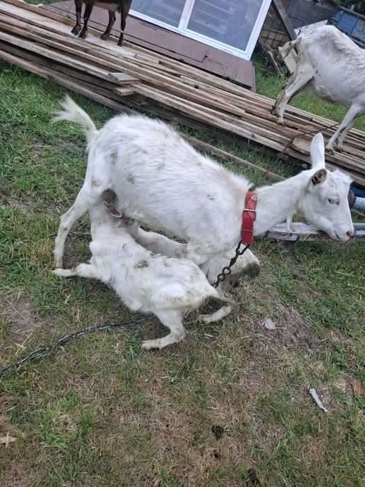 Sprzedam kozy z mlekiem