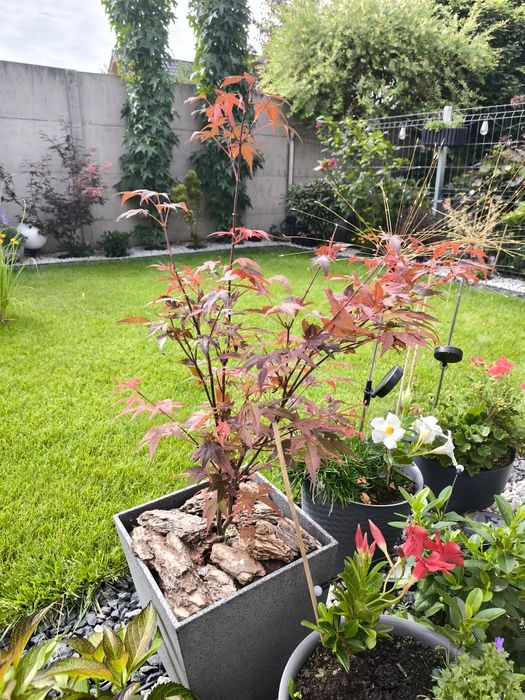 Klon palmowy ATROPURPUREUM w donicy z systemem nawadniania