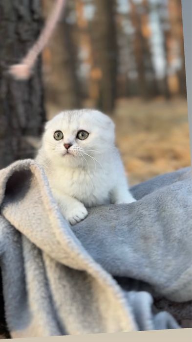 Киця прямову породиста срібна шиншила дівчинка шотландська