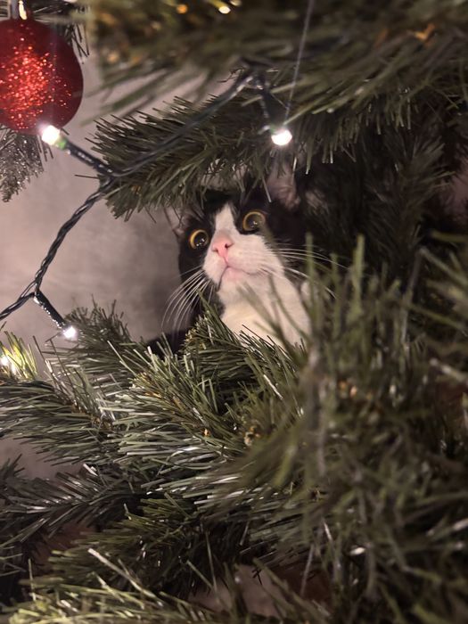 Oddam za darmo kocura