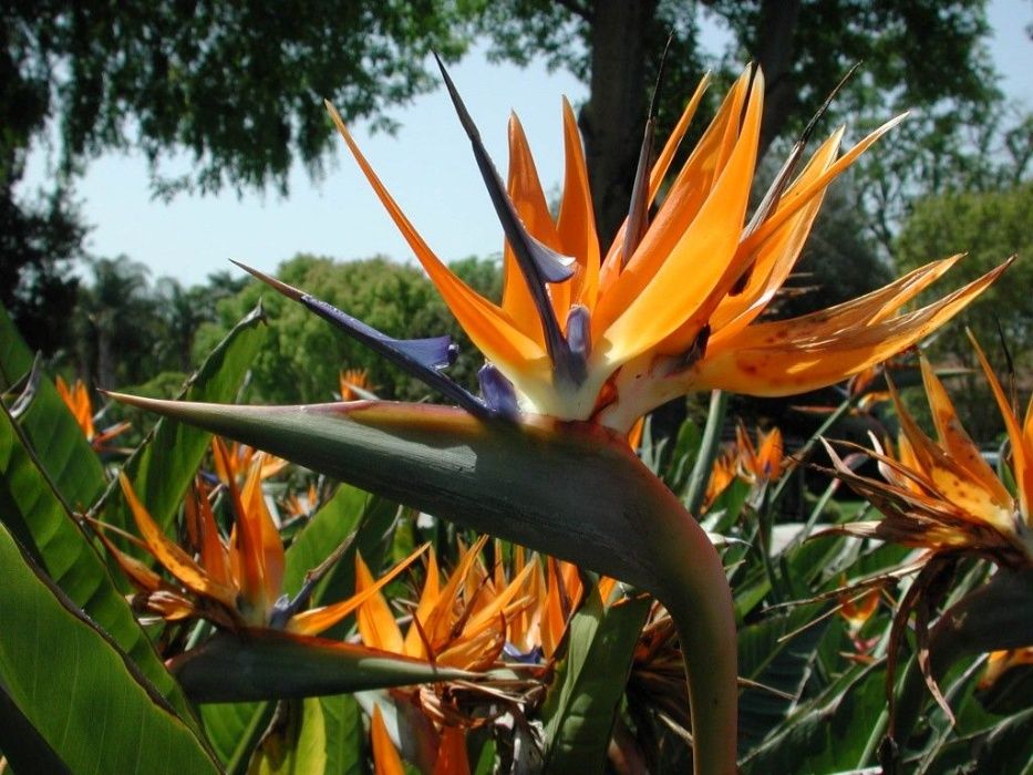 Estrelícia adulta ave do paraíso planta da Madeira dá várias flor ano