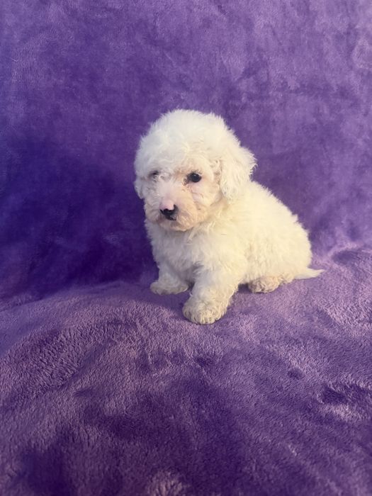 Caniche menino mini