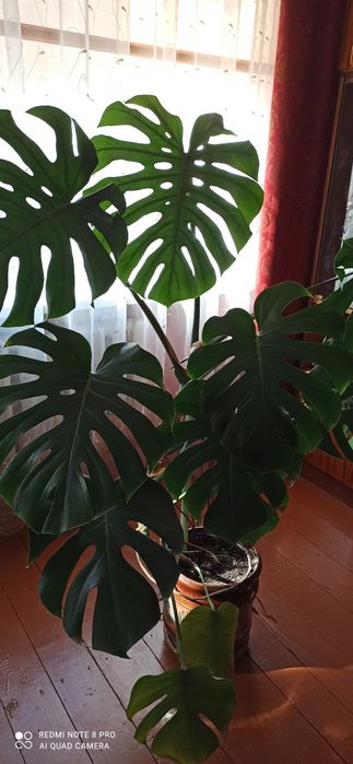Монстера 10 листочків.