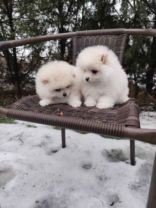 Гарненькі Дівчатка Міні!